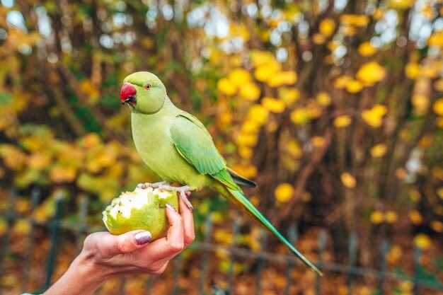 Простые способы укрепления иммунитета у волнистого попугая