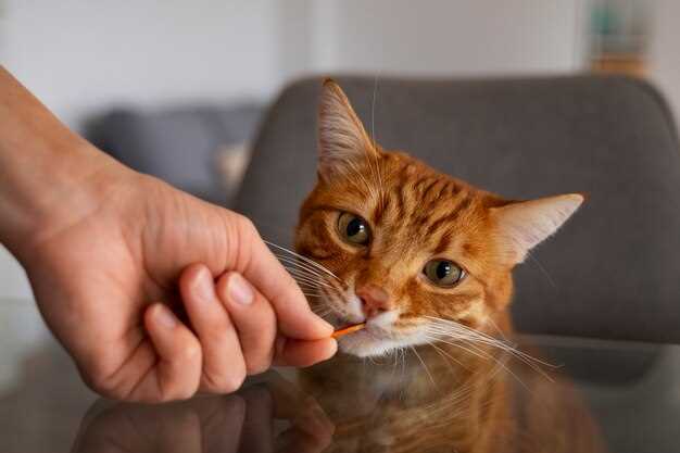 Кошка укусила за палец: основные шаги первой помощи